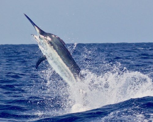 How to Fish for Black Marlin in Great Barrier Reef