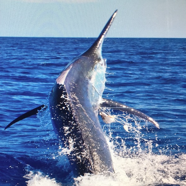 fishing tours in darwin